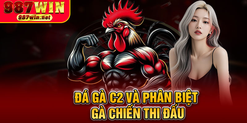 Đá Gà C2 Và Phân Biệt Gà Chiến Thi Đấu